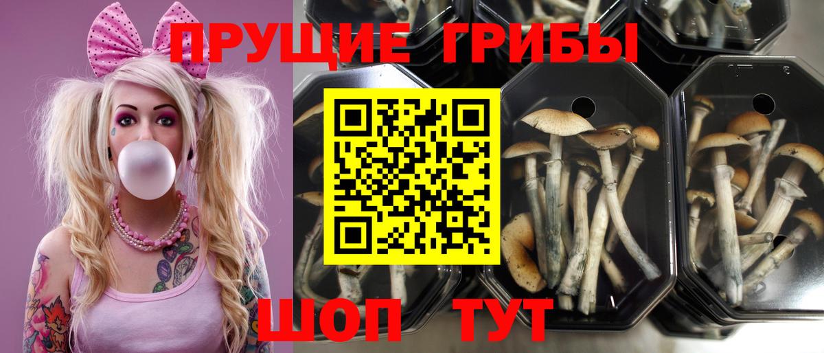 Спасск-Дальний  Галлюциногенные грибы ЛСД  наркошоп  Вход с VPN 